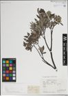 Foto von Salix lapponum L.